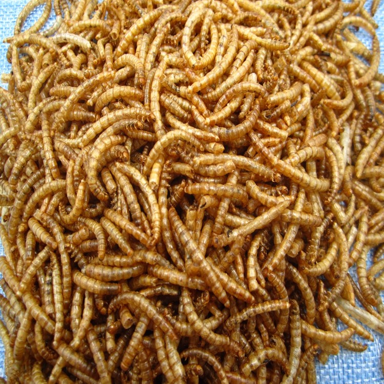 Dried mealworm for wild bird.JPG